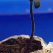 LivingSoil - Amensia Lemon