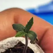 LivingSoil - Blue Sunset Sherbert