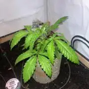 LivingSoil - Amensia Lemon