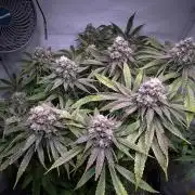 LivingSoil - Amensia Lemon