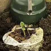 Living Soil - DDos#33