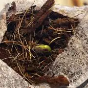 Living Soil - DDos#33