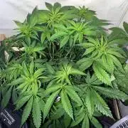 LivingSoil - Amensia Lemon