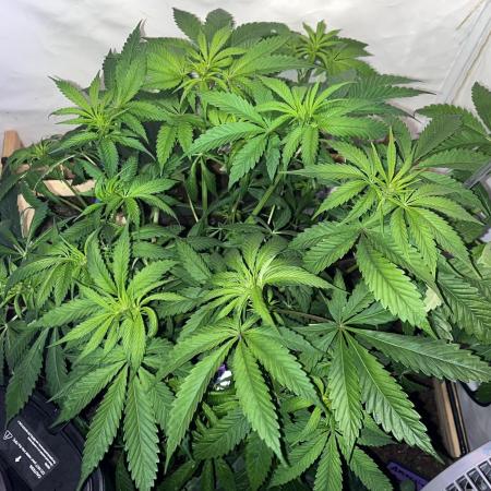 LivingSoil - Amensia Lemon