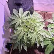 LivingSoil - Blue Sunset Sherbert