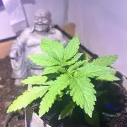 LivingSoil - Amensia Lemon