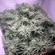 First Living Soil Grow - King Juice
