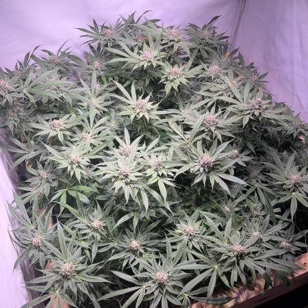 First Living Soil Grow - King Juice