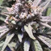 Utopia Haze