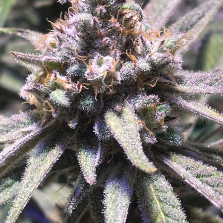 Utopia Haze