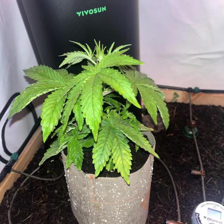 LivingSoil - Blue Sunset Sherbert