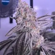 Utopia Haze