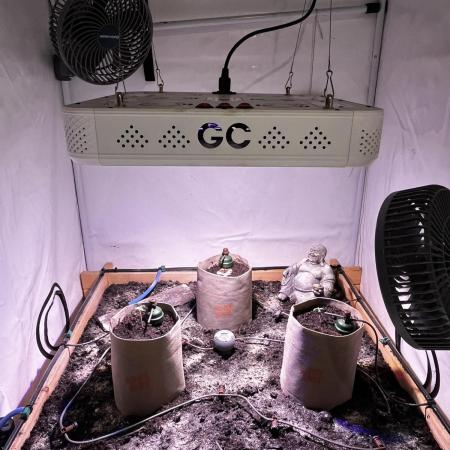 LivingSoil - Amensia Lemon