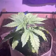 LivingSoil - Blue Sunset Sherbert