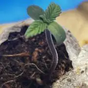 LivingSoil - Amensia Lemon