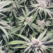 Utopia Haze