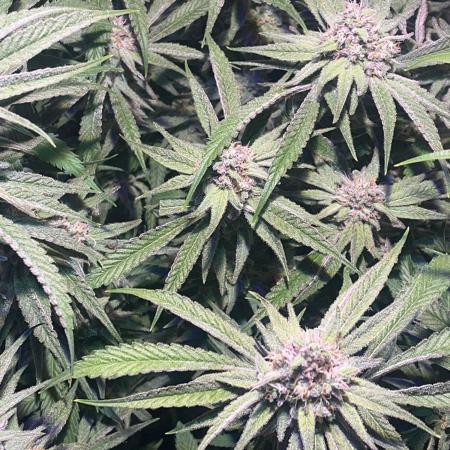 Utopia Haze