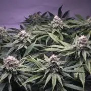 LivingSoil - Amensia Lemon