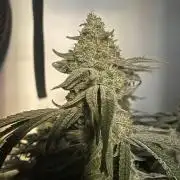 Utopia Haze