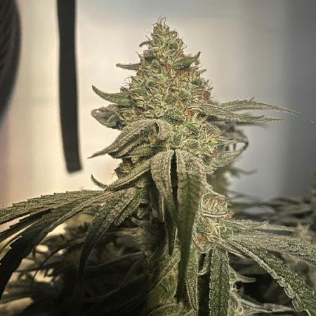 Utopia Haze