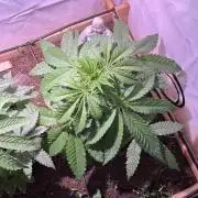 LivingSoil - Amensia Lemon