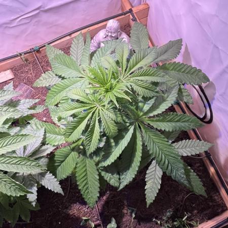 LivingSoil - Amensia Lemon