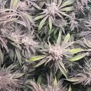 Utopia Haze