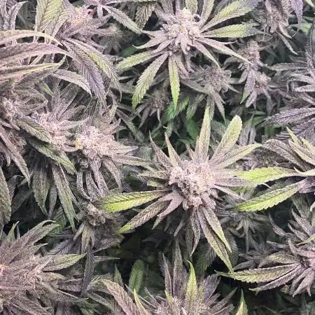 Utopia Haze