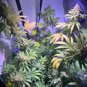Blue Sunset Sherbert