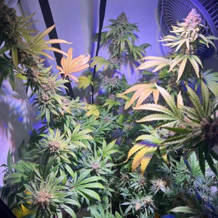 Blue Sunset Sherbert