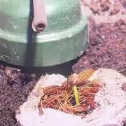 Living Soil - DDos#33