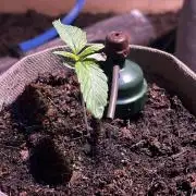 LivingSoil - Blue Sunset Sherbert