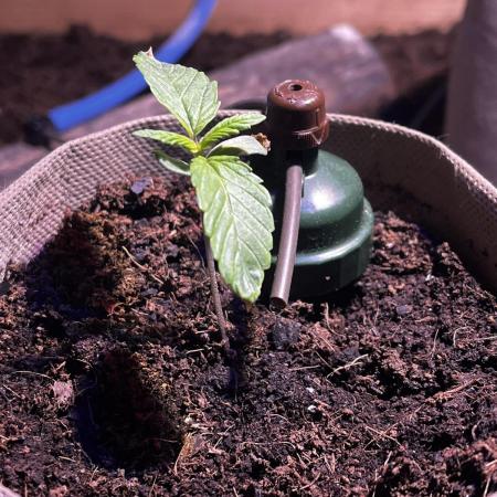 LivingSoil - Blue Sunset Sherbert