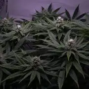 LivingSoil - Amensia Lemon