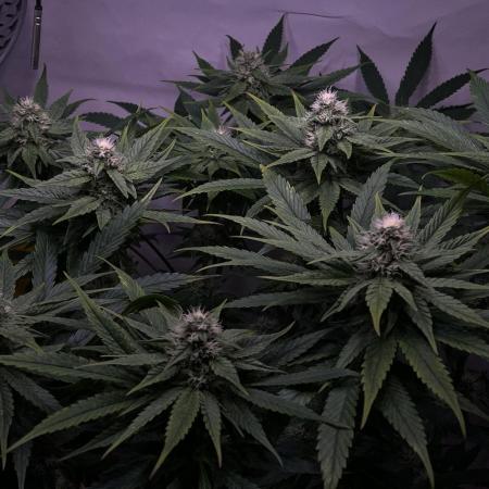 LivingSoil - Amensia Lemon