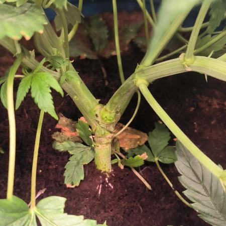 Auto Opium