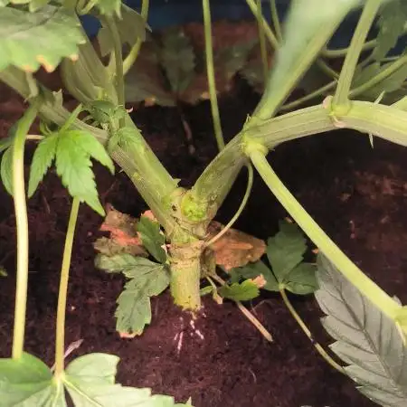 Auto Opium