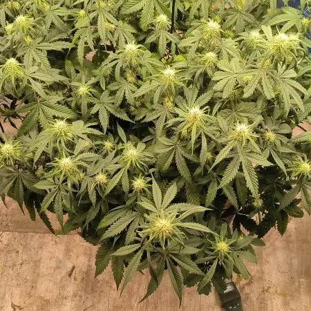 Auto Opium