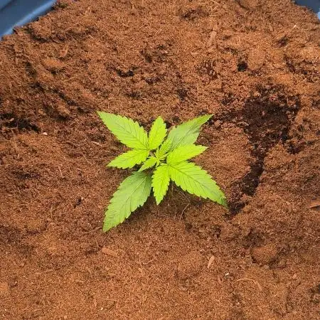 Auto Opium