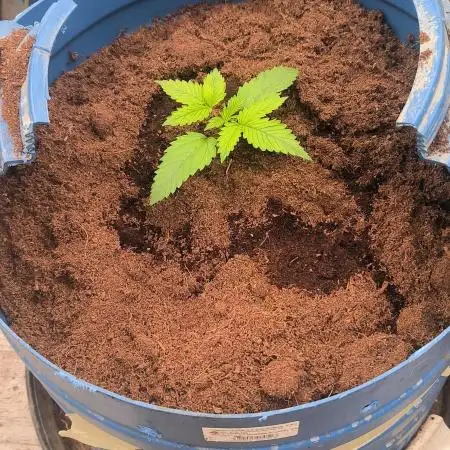 Auto Opium