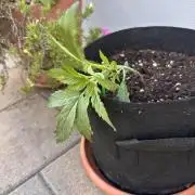 Linda Seeds Auto Gorilla Glue#4 2026 2nd