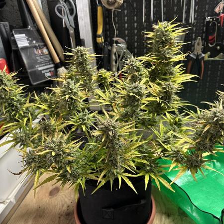 Linda Seeds - Auto Amnesia secondtry 2025