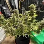 Linda Seeds - Auto Amnesia secondtry 2025