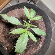 Linda Seeds Auto Gorilla Glue#4 2026 2nd