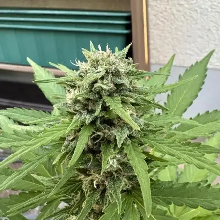 Autorora 2025 - Auto Northern Light