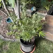 Linda Seeds Auto Gorilla Glue#4 2026 2nd