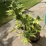 Autorora 2025 - Auto Northern Light