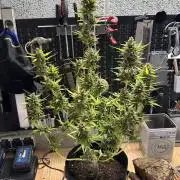 Linda Seeds Auto Gorilla Glue#4 2026 2nd