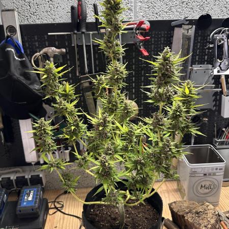 Linda Seeds Auto Gorilla Glue#4 2026 2nd