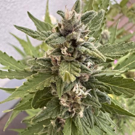 Linda Seeds Auto Gorilla Glue#4 2026 2nd